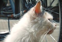 隐秘王国：一只猫的自述