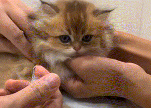pic_006.gif