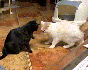 pic_001.gif