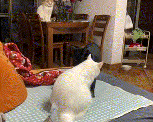 pic_017.gif