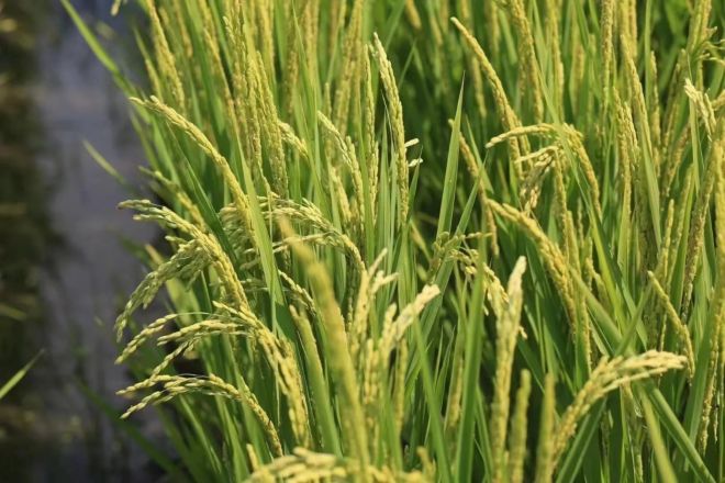 面对气候变化，水稻也可以不躺平